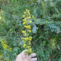 Solidago erecta