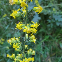 Solidago erecta