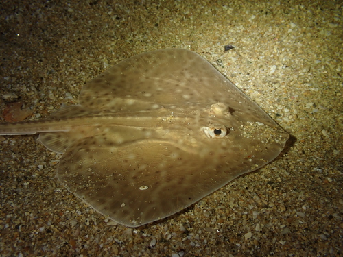 Kleinoogrog (Raja microocellata) — Rajidae — 2