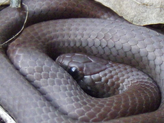 Duberria lutrix
