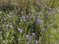 Symphyotrichum oblongifolium