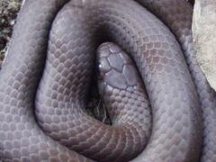 Duberria lutrix