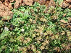 Marchantia polymorpha ruderalis
