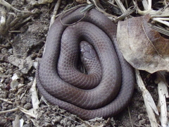 Duberria lutrix