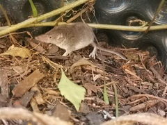 Crocidura suaveolens