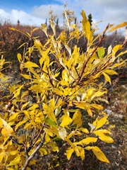 Salix pulchra