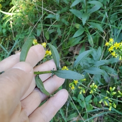 Solidago erecta