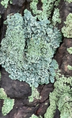 Flavopunctelia flaventior