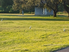 Bubulcus ibis