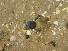 Clibanarius erythropus