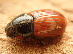 Aphodius fimetarius