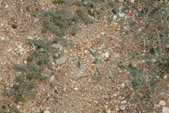 Heliotropium styligerum