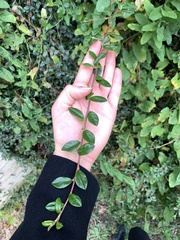 Cotoneaster divaricatus