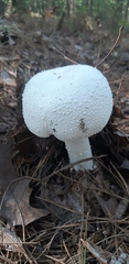 Amanita polypyramis