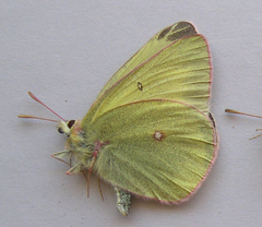 Colias gigantea