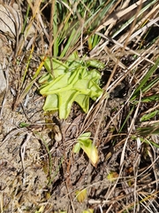 Pinguicula