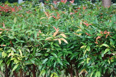 Syzygium