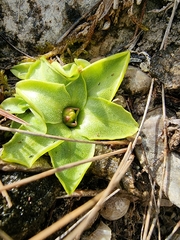 Pinguicula