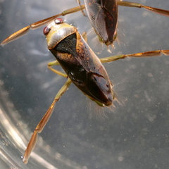 Notonecta maculata