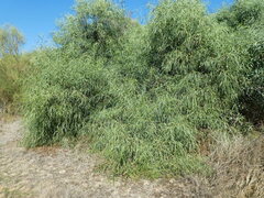 Acacia saligna