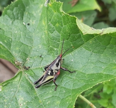 Sphenarium purpurascens