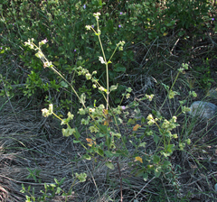 Mirabilis nyctaginea