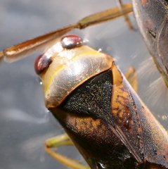 Notonecta maculata