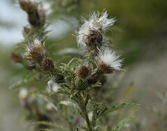 Cirsium altissimum