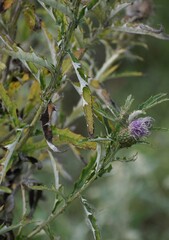 Cirsium altissimum