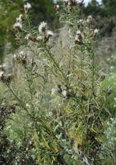 Cirsium altissimum
