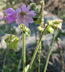 Mirabilis nyctaginea