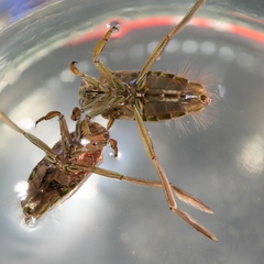 Notonecta maculata