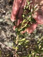 Gnorimoschema baccharisella