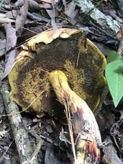 Xerocomellus dryophilus