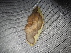 Nothomiza oxygoniodes