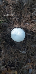 Amanita polypyramis