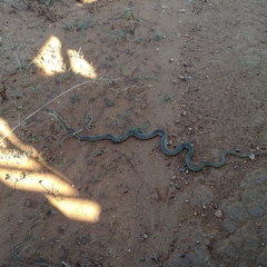 Masticophis flagellum testaceus