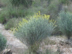 Anthyllis cytisoides