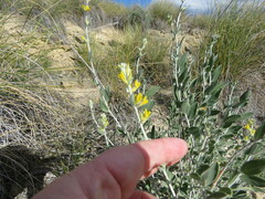 Anthyllis cytisoides