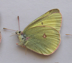 Colias gigantea