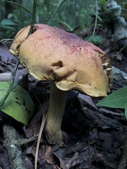 Xerocomellus dryophilus