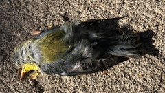 Setophaga americana