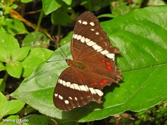 Anartia fatima