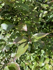 Cornus racemosa