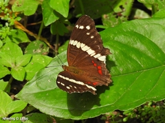 Anartia fatima