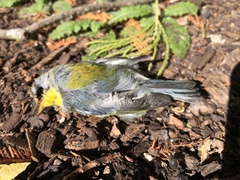 Setophaga americana