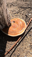 Ganoderma curtisii