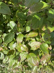 Cornus racemosa