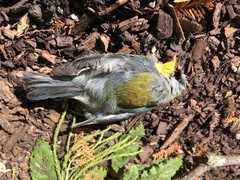 Setophaga americana