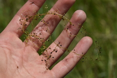 Utricularia minor